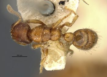 Media type: image;   Entomology 23076 Aspect: habitus dorsal view
